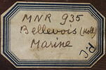 Marine, image 5/20