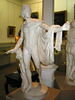 Apollon du Belvèdere, image 2/2