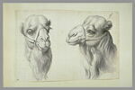 Etude de deux têtes de chameaux, image 2/2
