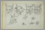 Cinq têtes de loup-cervier et cinq études d'oeil, image 2/2
