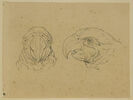 Deux têtes de perroquet, l'une de face, l'autre de profil, image 1/2