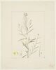 Une plante du jardin de La Malmaison : Erysimum helveticum (Crucifères), image 1/2