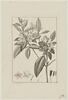 Une plante du jardin de Cels : Rhododendron punctatum (Ericacées), image 1/2