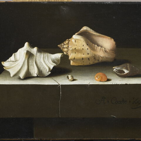 Vecteur De Coquillages Dor Mollusques Bivalves Bivalves De Perles Dor Gm1196641785 341412875
