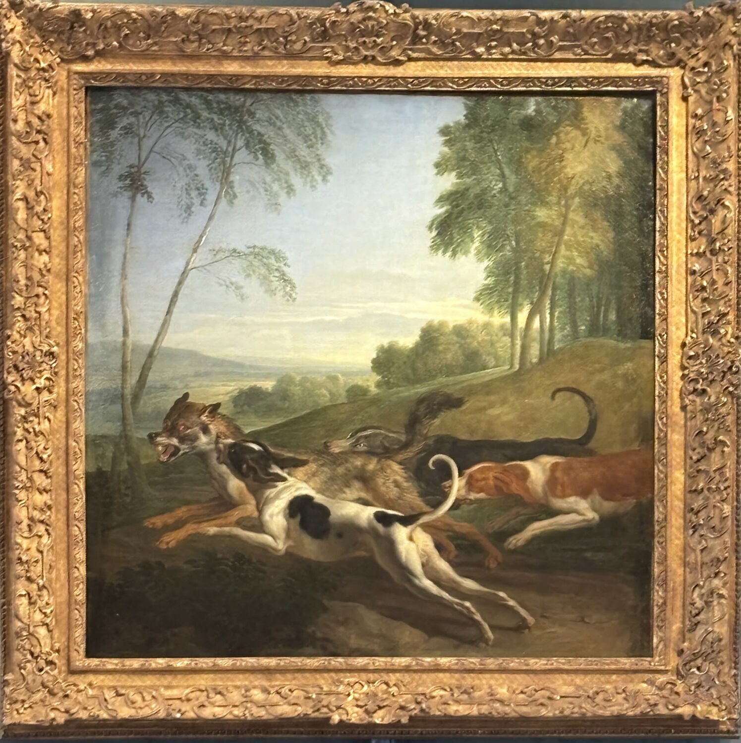 Chien poursuivant un loup, Desportes, Alexandre-François, XVIIIe siècle (1700 - 1701)