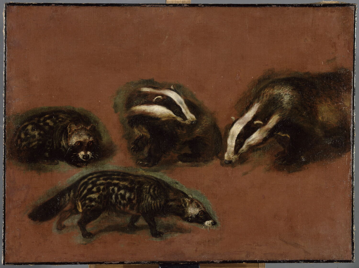Études d'une civette et d'un blaireau, Boel, Pieter, XVIIe siècle (1600 - 1700)