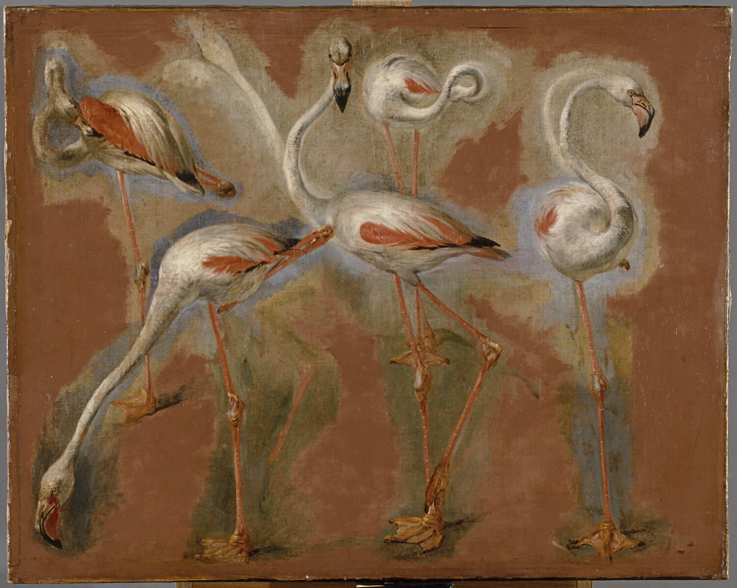 Études de flamands roses, Boel, Pieter, XVIIe siècle (1600 - 1700)
