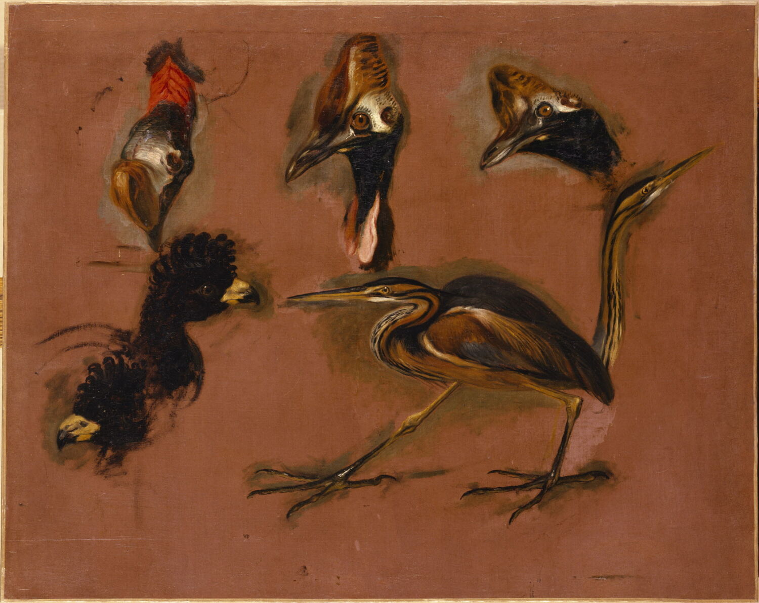 Un Oiseau échassier et six têtes d'oiseaux, Boel, Pieter, XVIIe siècle (1600 - 1700)