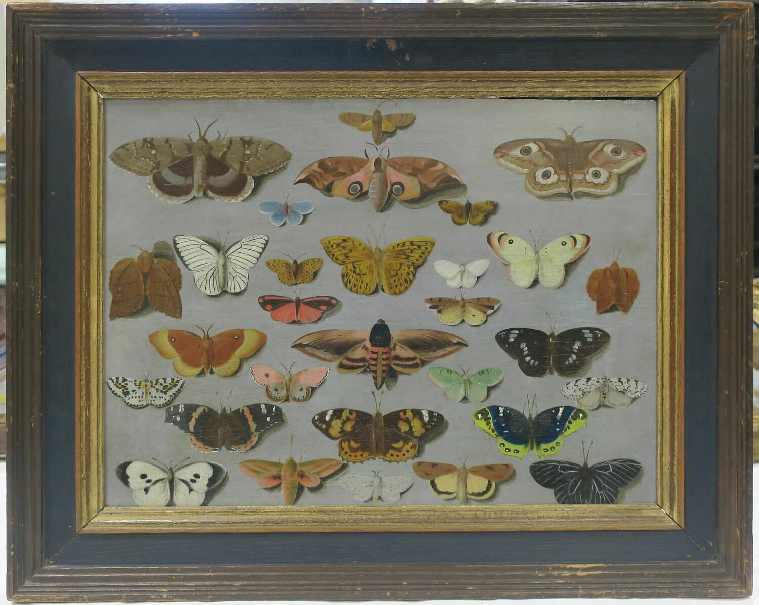 Papillons, Pays-Bas du Sud, XVIIe siècle (1600 - 1700)