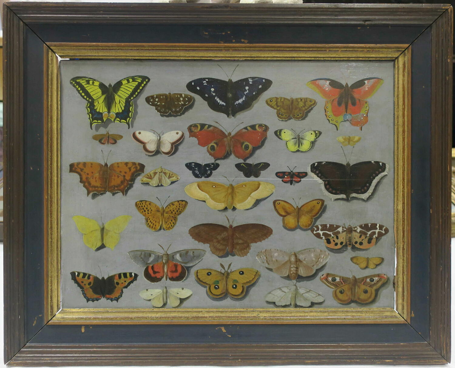 Papillons, Pays-Bas du Sud, XVIIe siècle (1600 - 1700)