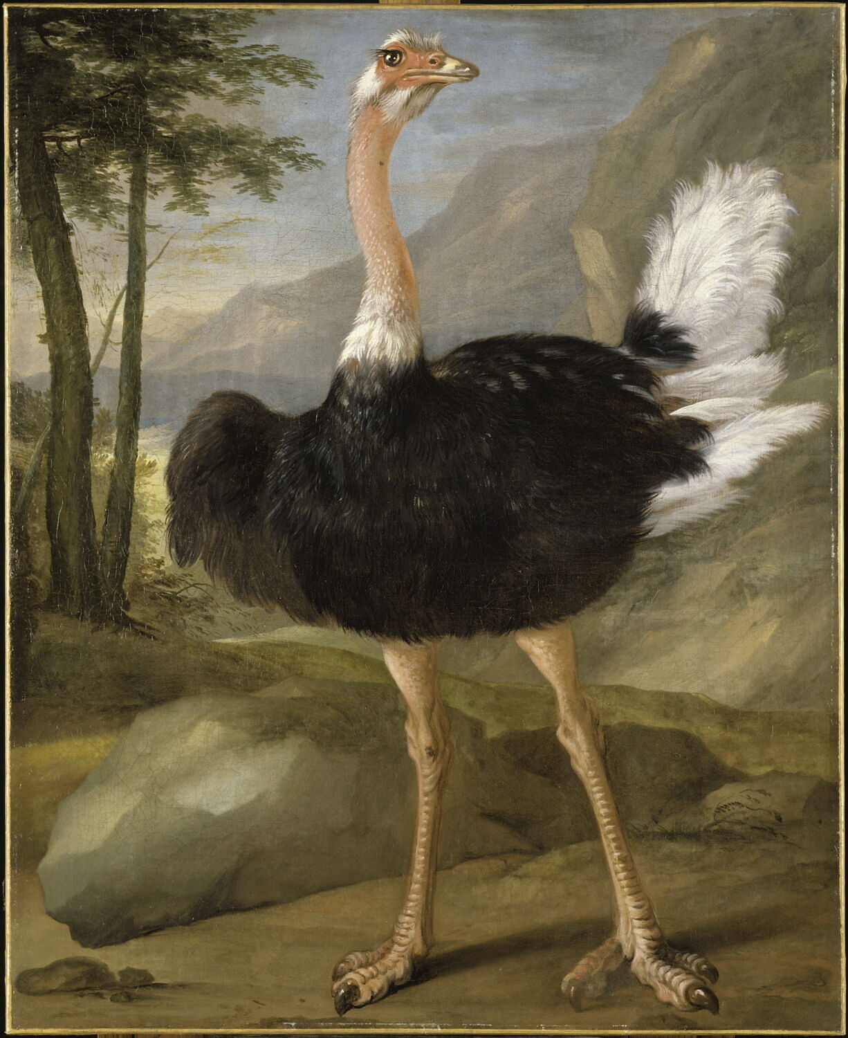 Autruche. Étude, Bernaerts, Nicasius, XVIIe siècle (1600 - 1700)