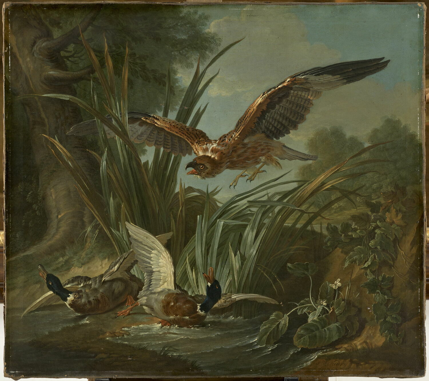 Couple de canards surpris par un épervier, Oudry, Jean-Baptiste, XVIIIe siècle (1747)