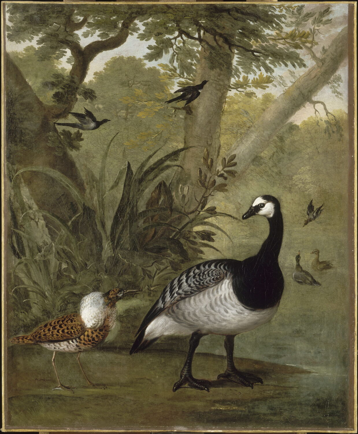 Une Bernache nonnette et un combattant, Bernaerts, Nicasius, XVIIe siècle (1600 - 1700)