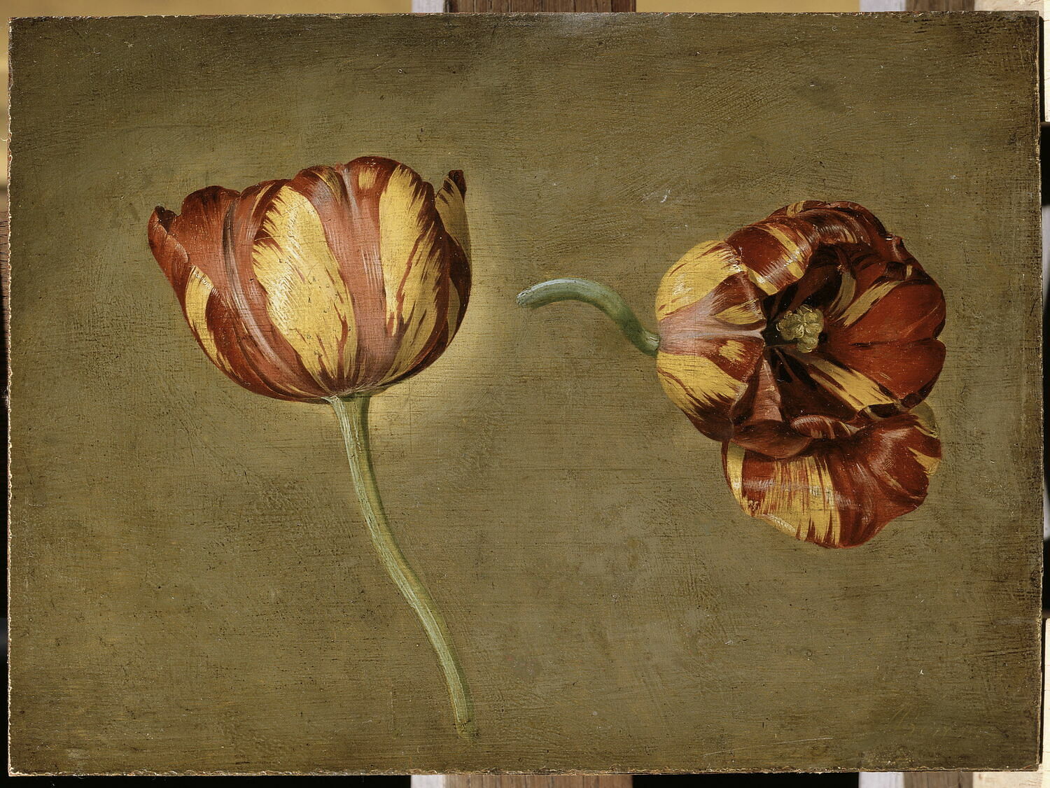 Double étude de tulipe, Berjon, Antoine, 2e quart du XIXe siècle (vers 1830 - 1840)
