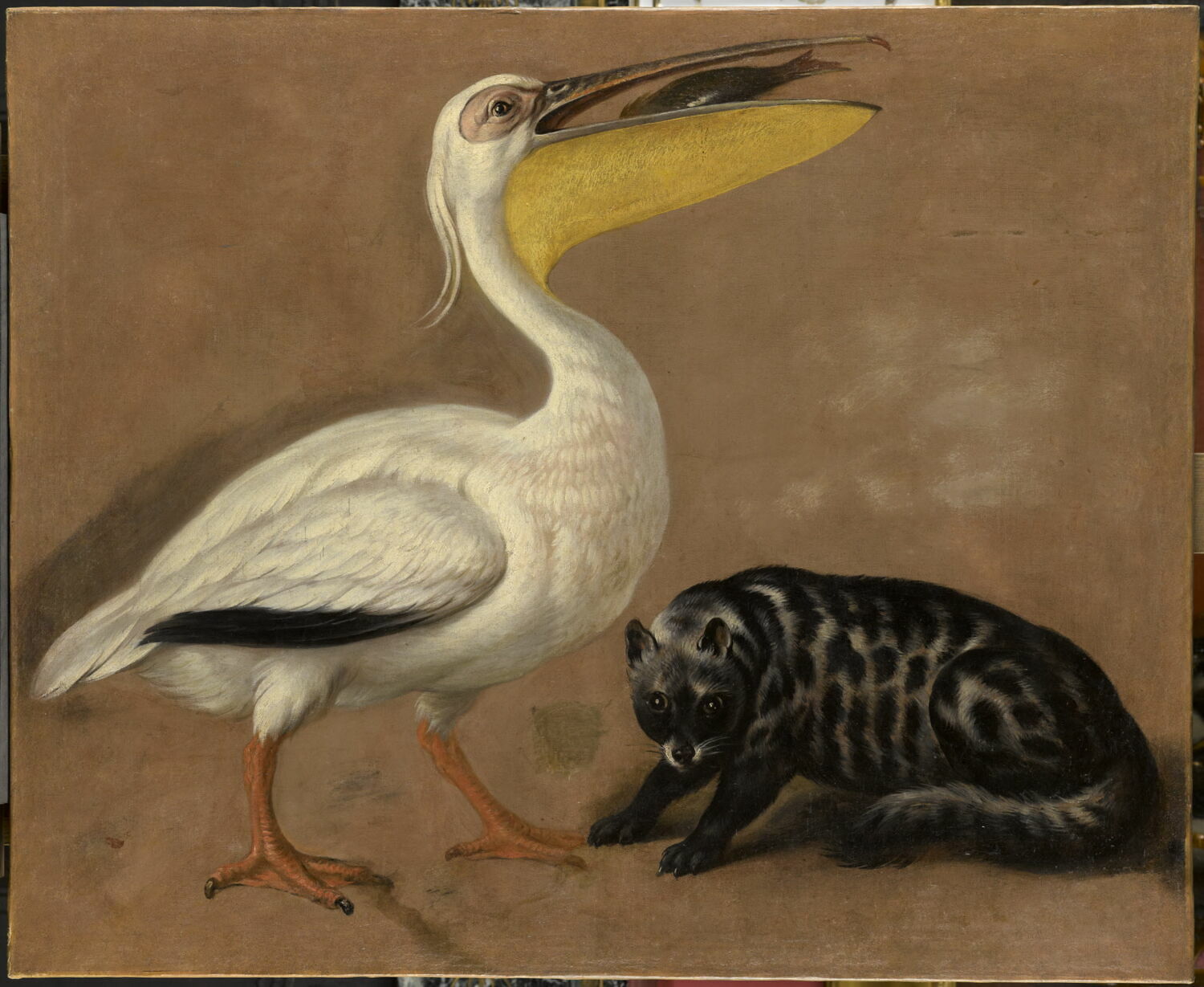 Pélican et civette, Desportes, Alexandre-François, XVIIe siècle (1600 - 1700)
