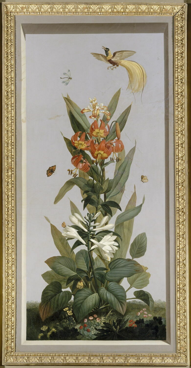 Huit tableaux représentant diverses espèces de lys : Iris florentina (Iris de Florence), Aletris fragrans (Aletris odorant), Amaryllis vitata (Amaryllis rayée), Dubois, Étienne, XIXe siècle (1810)