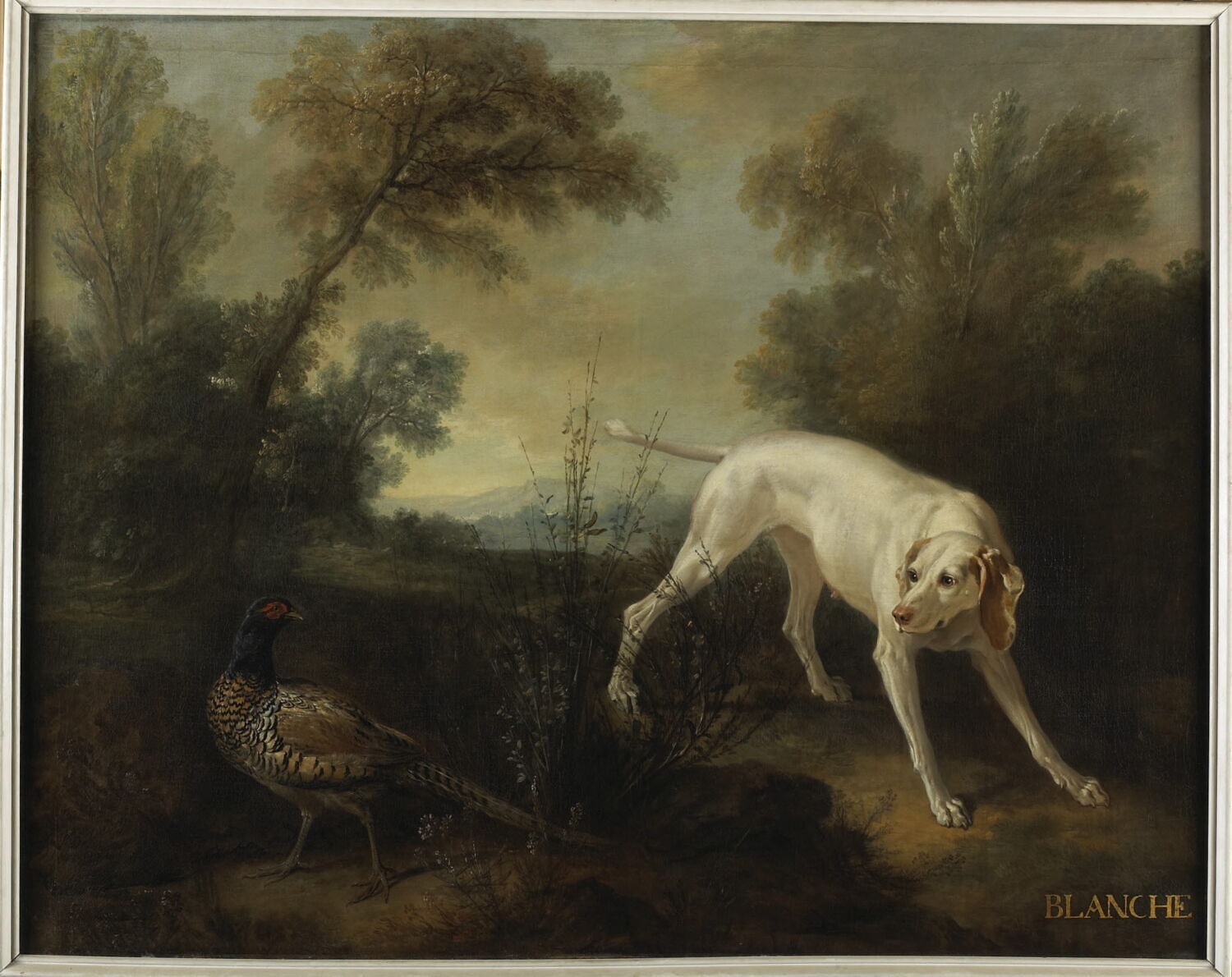 Blanche, chienne de la meute de Louis XV, Oudry, Jean-Baptiste, 1e tiers du XVIIIe siècle (1727)