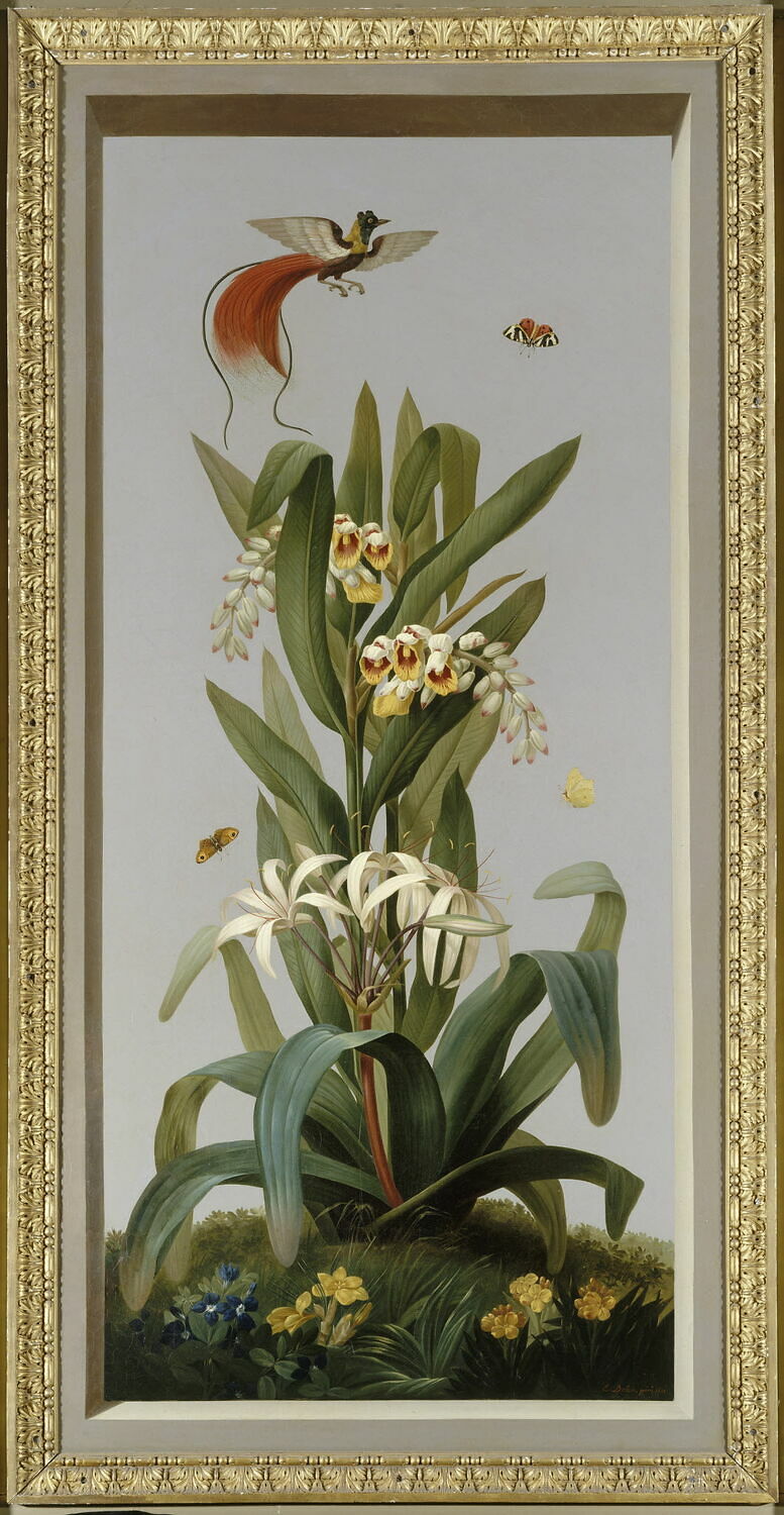 Huit tableaux représentant diverses espèces de lys : Fritillaria imperialis (Couronne impériale), Lilium pomponium (Lis pompom), Dubois, Étienne, XIXe siècle (1810)