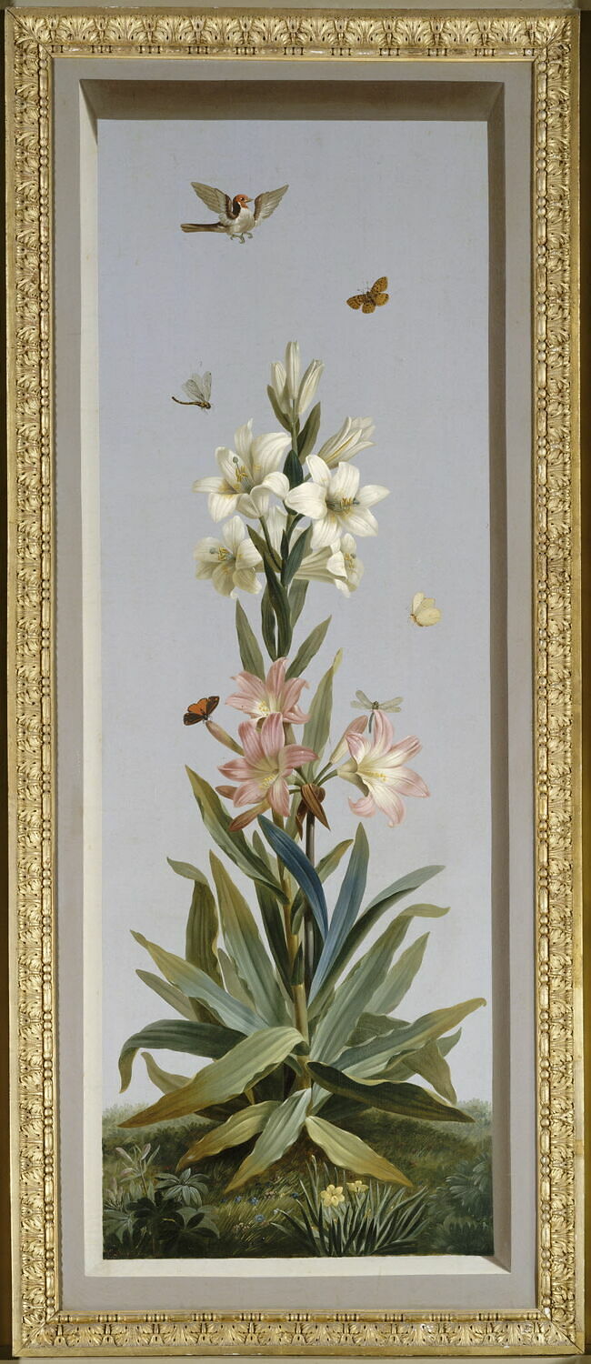 Huit tableaux représentant diverses espèces de lys : Strelitzia Reginae (Strelitzia de la Reine), Dubois, Étienne, XIXe siècle (1810)