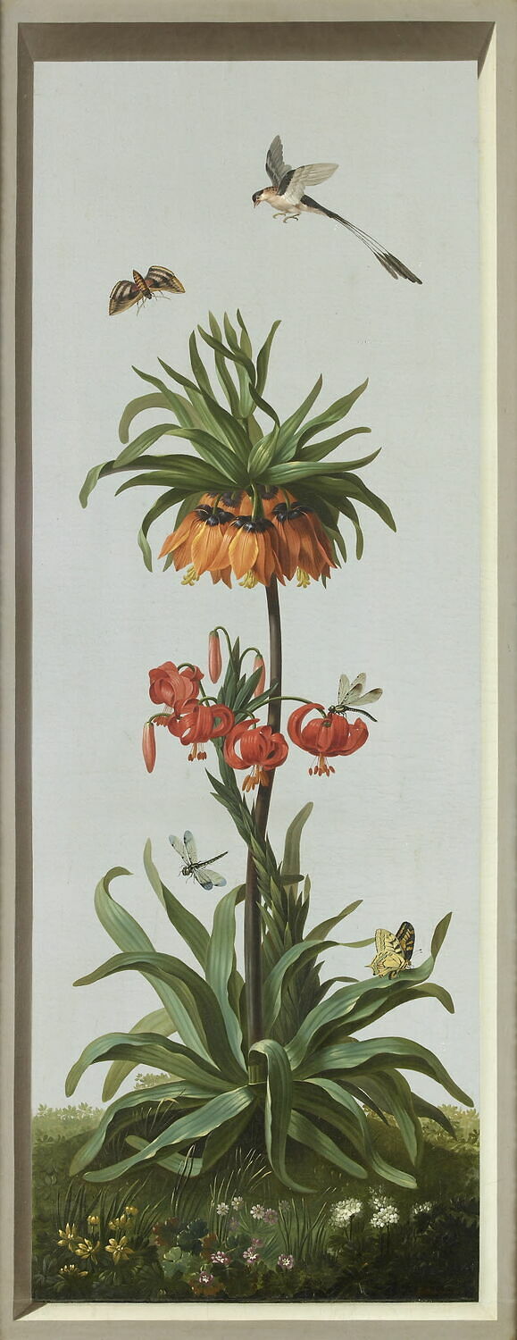 Huit tableaux représentant diverses espèces de lys : Globba nutans (Globbée pendante), Crinum erubescens (Crinum rougeâtre), Dubois, Étienne, XIXe siècle (1810)