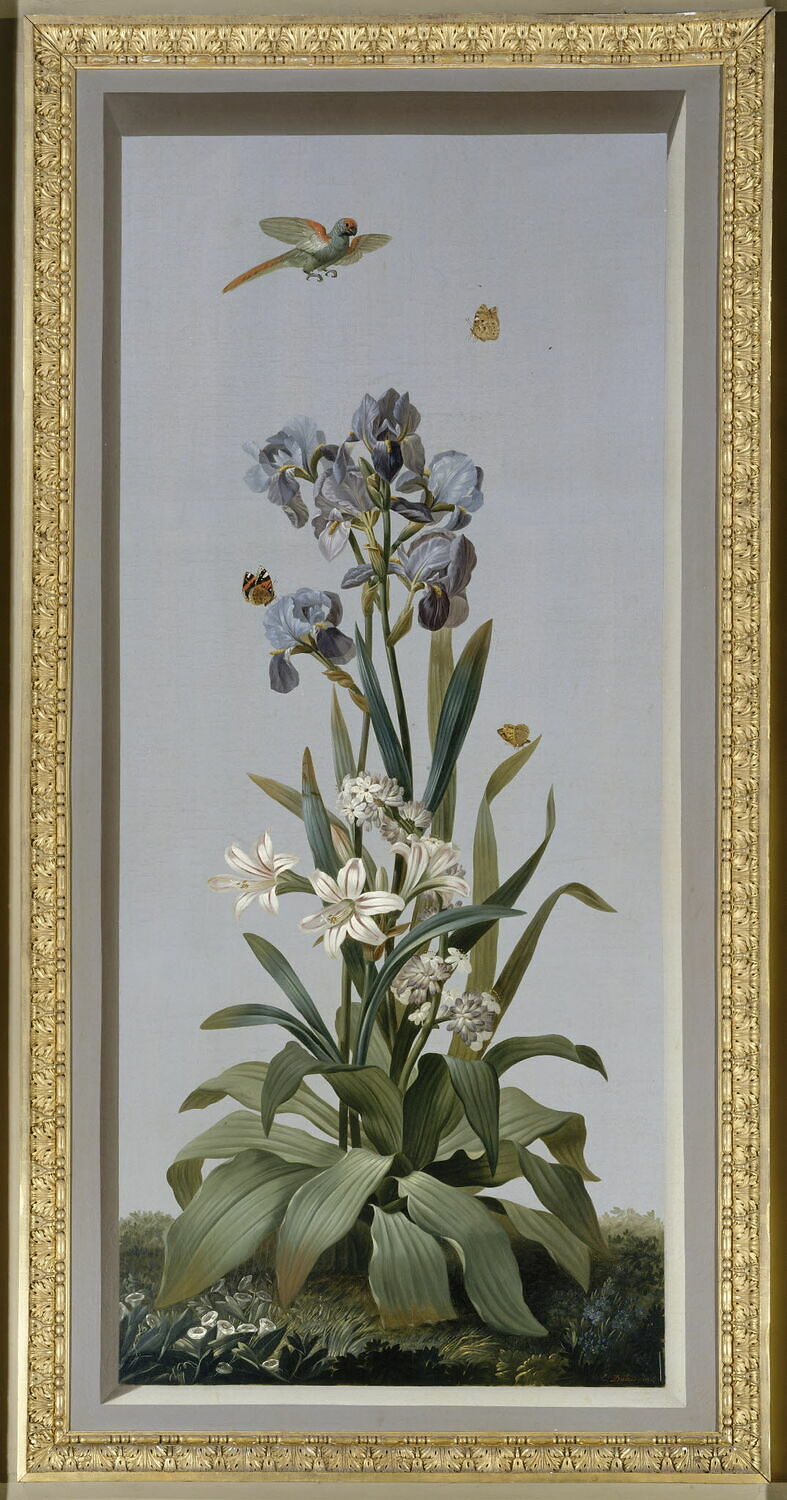 Huit tableaux représentant diverses espèces de lys : Hemerocallis fulva (Hémérocalle fauve), Amaryllis curvifolia (Amarillys à feuilles recourbées), Morea vaginata (Morée à longue gaine), Dubois, Étienne, XIXe siècle (1810)