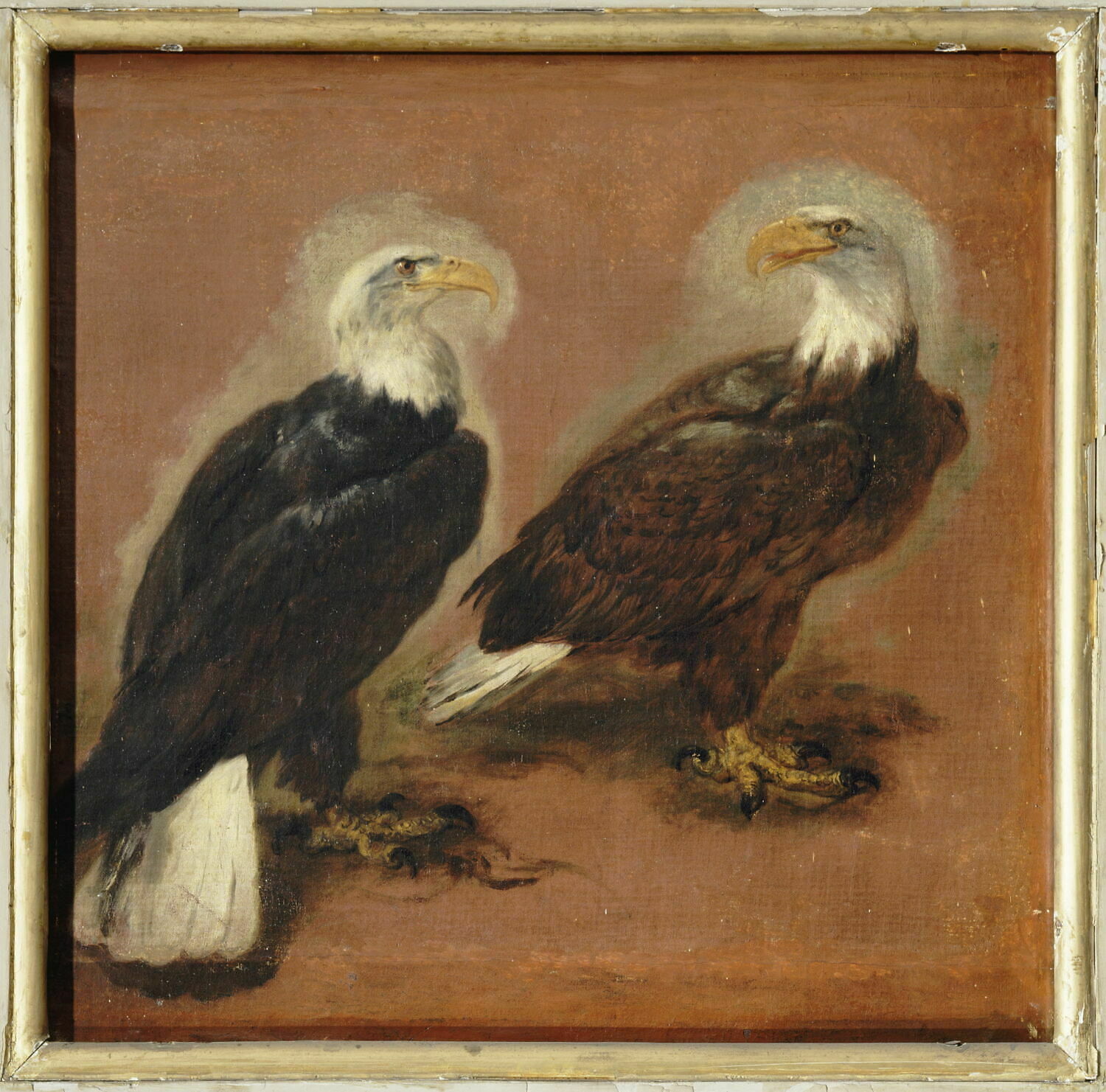 Double étude d'un pygargue  à tête blanche, Boel, Pieter, XVIIe siècle (1600 - 1700)