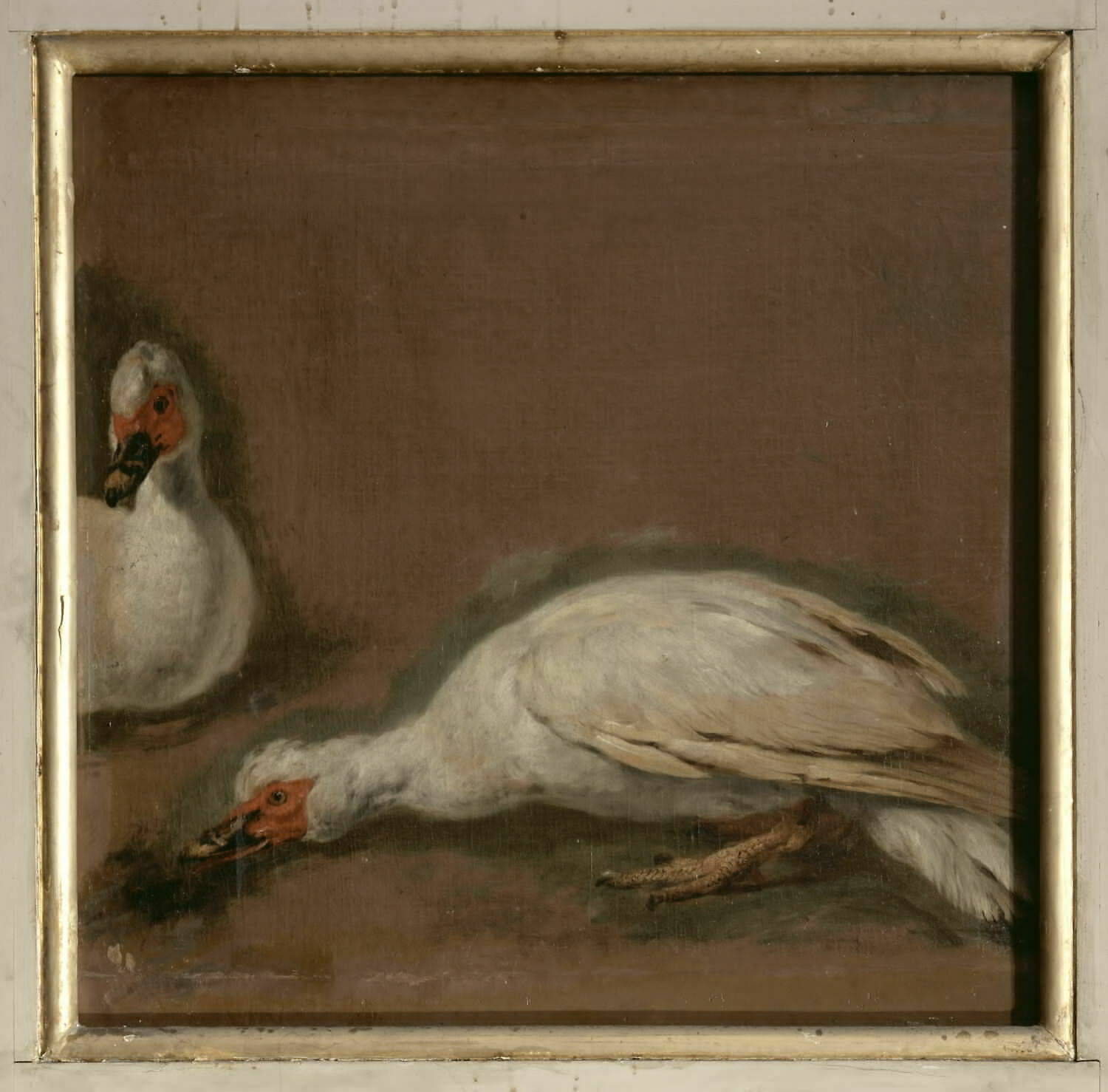 Deux canards de Barbarie blancs, Boel, Pieter, XVIIe siècle (1600 - 1700)