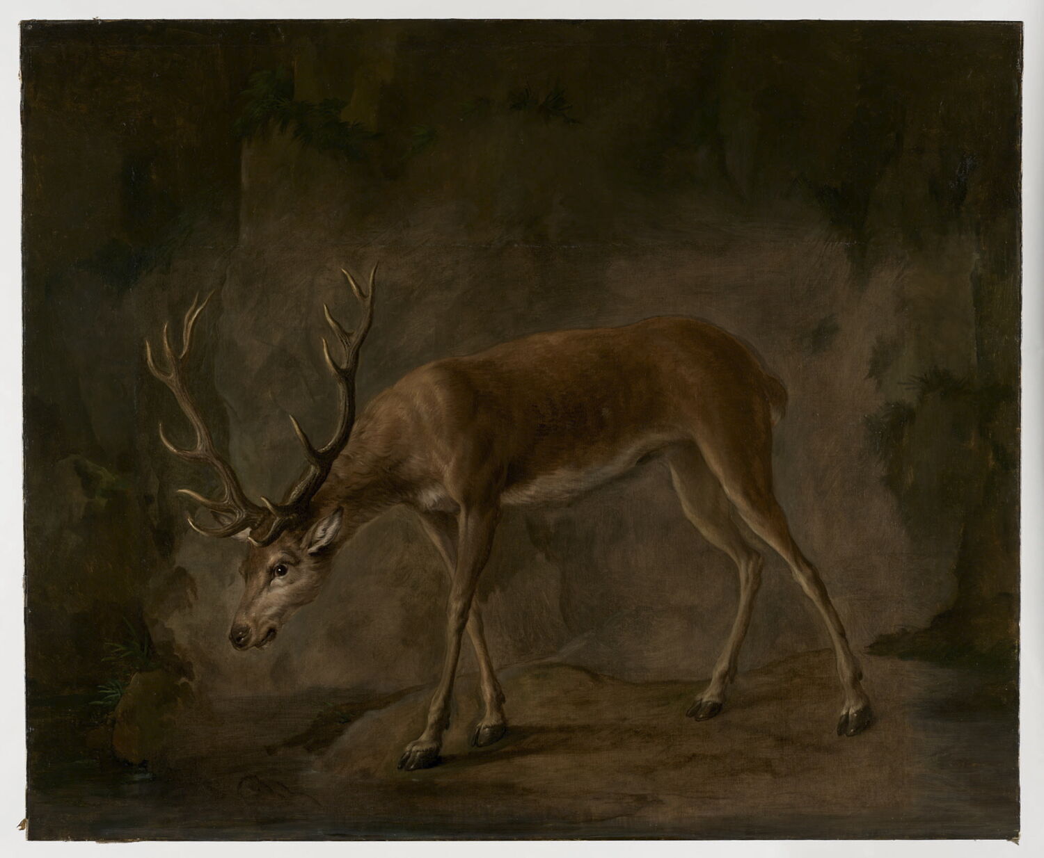 Un Cerf qui se mire dans l'eau (Fable de La Fontaine), Oudry, Jean-Baptiste, XVIIIe siècle (1700 - 1800)