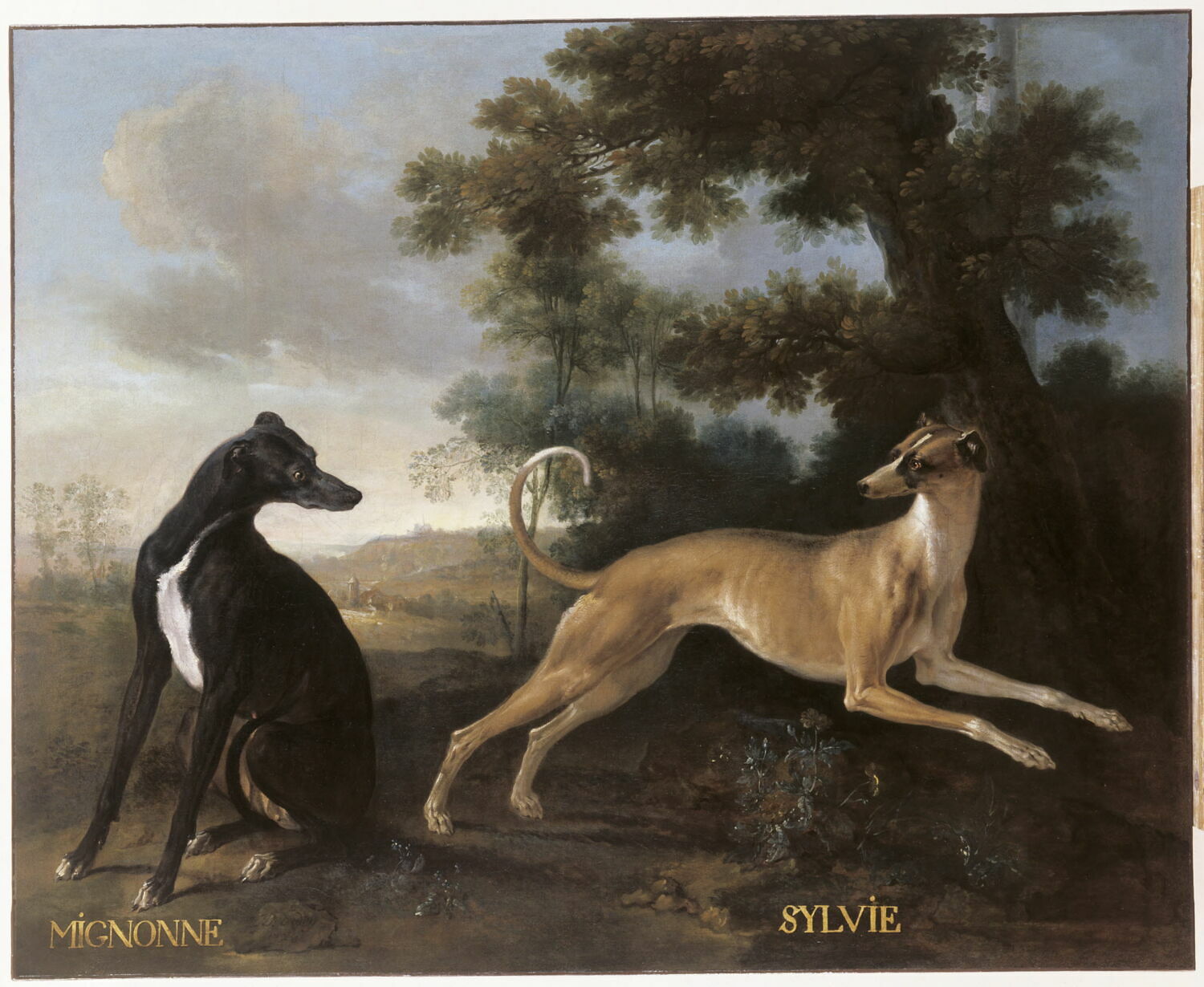 Mignonne et Sylvie, levrettes de la meute de Louis XV, Oudry, Jean-Baptiste, 2e quart du XVIIIe siècle (1728)