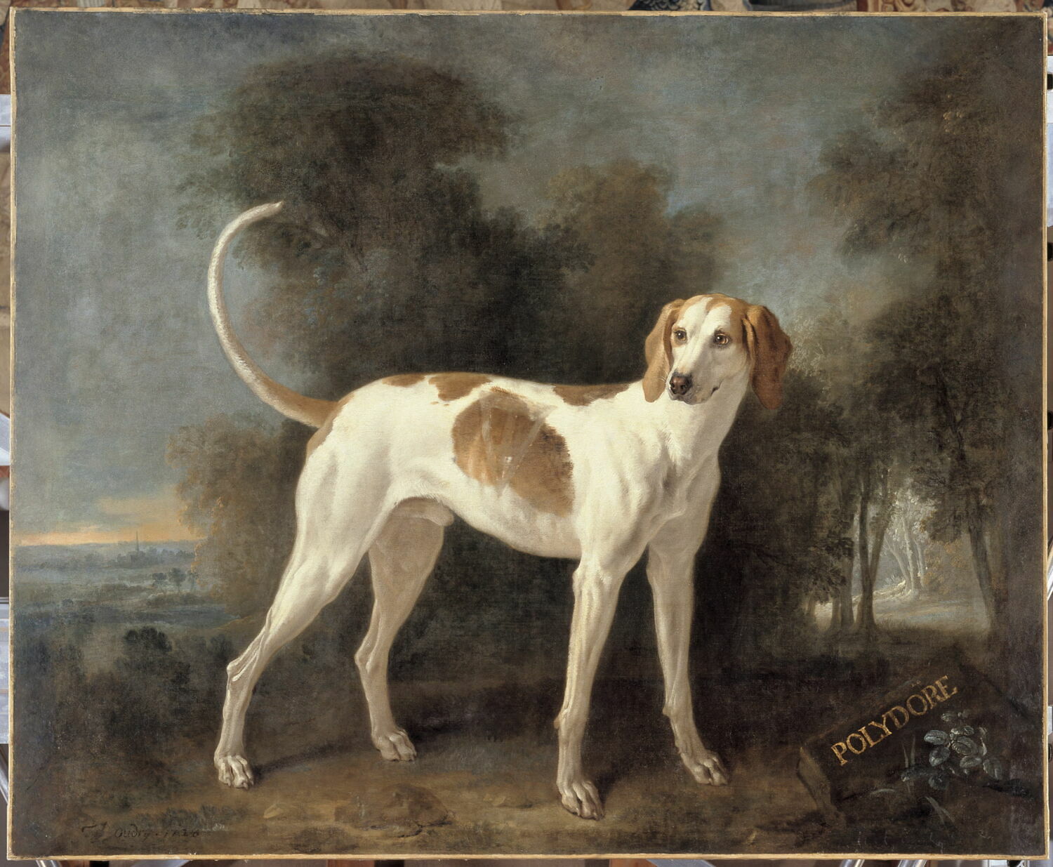 Polydore, chien de la meute de Louis XV, Oudry, Jean-Baptiste, 1e tiers du XVIIIe siècle (1726)