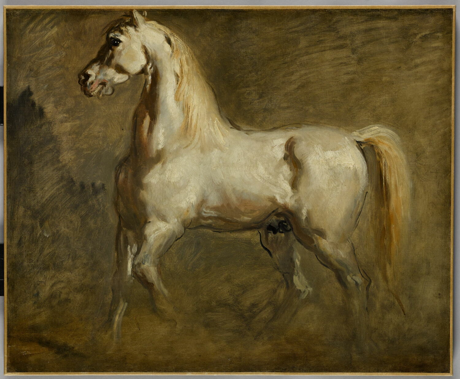 Cheval blanc de profil à gauche. Étude., Chassériau, Théodore, Milieu du XIXe siècle (1844)