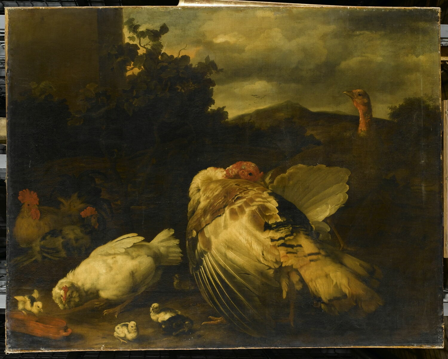 Le Dindon blanc. Oiseaux de basse-cour, Spruyt, Jan, 2e moitié du XVIIe siècle (1650 - 1700)