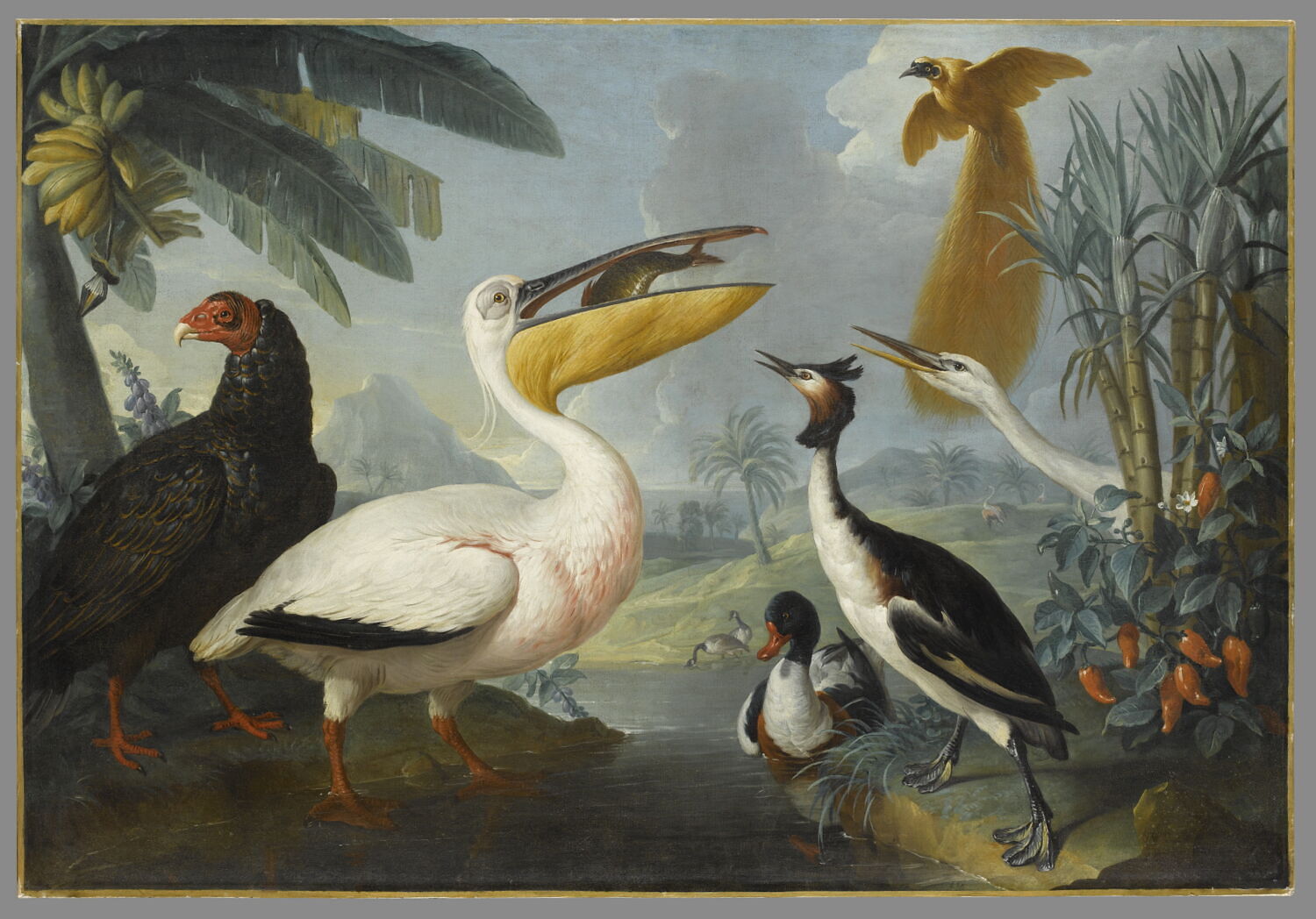 Oiseaux exotiques., Desportes, Alexandre-François, 2e quart du XVIIIe siècle (1734)