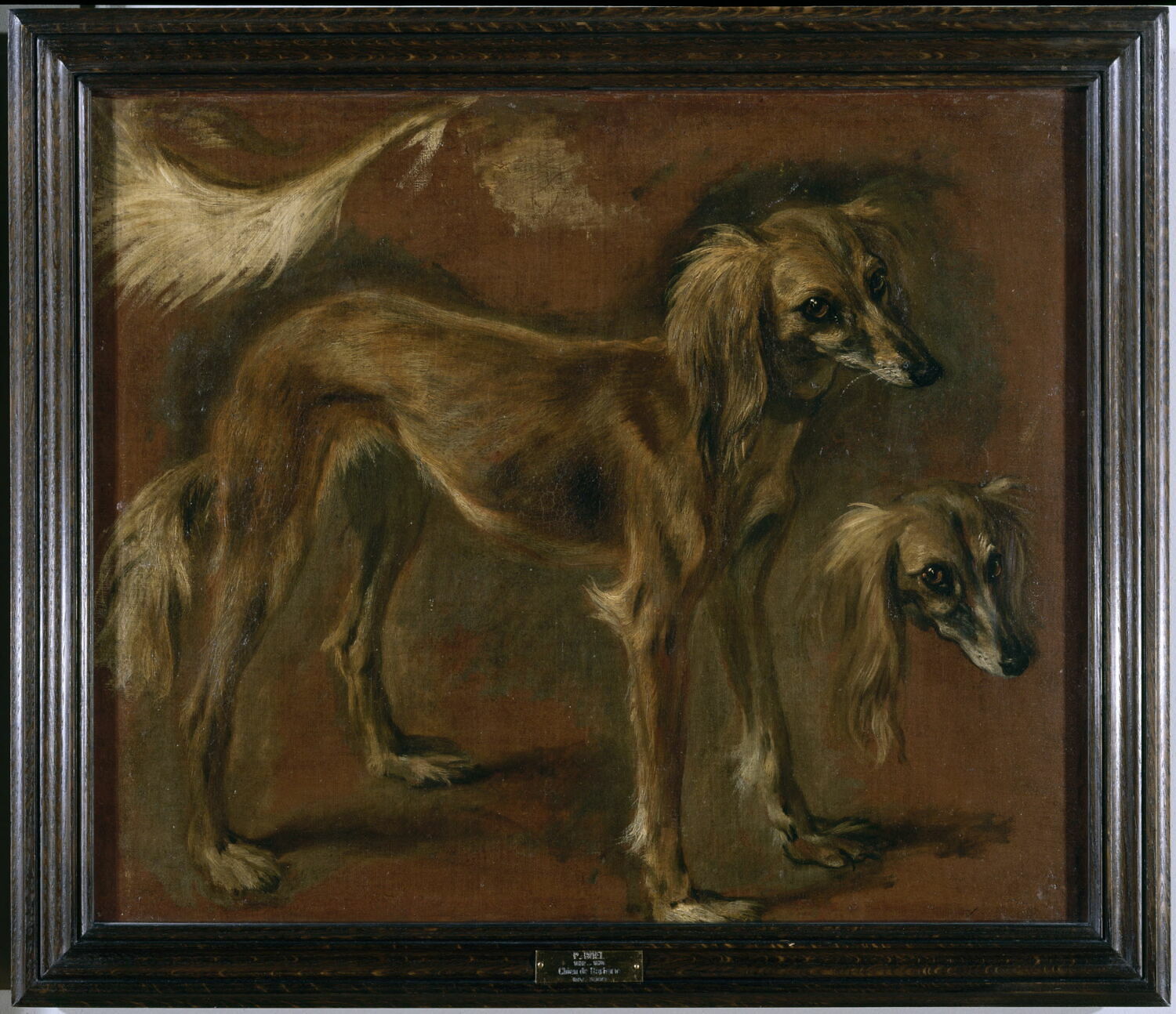 Étude d'un "chien de Barbarie", Boel, Pieter, 3e quart du XVIIe siècle (1650 - 1675)