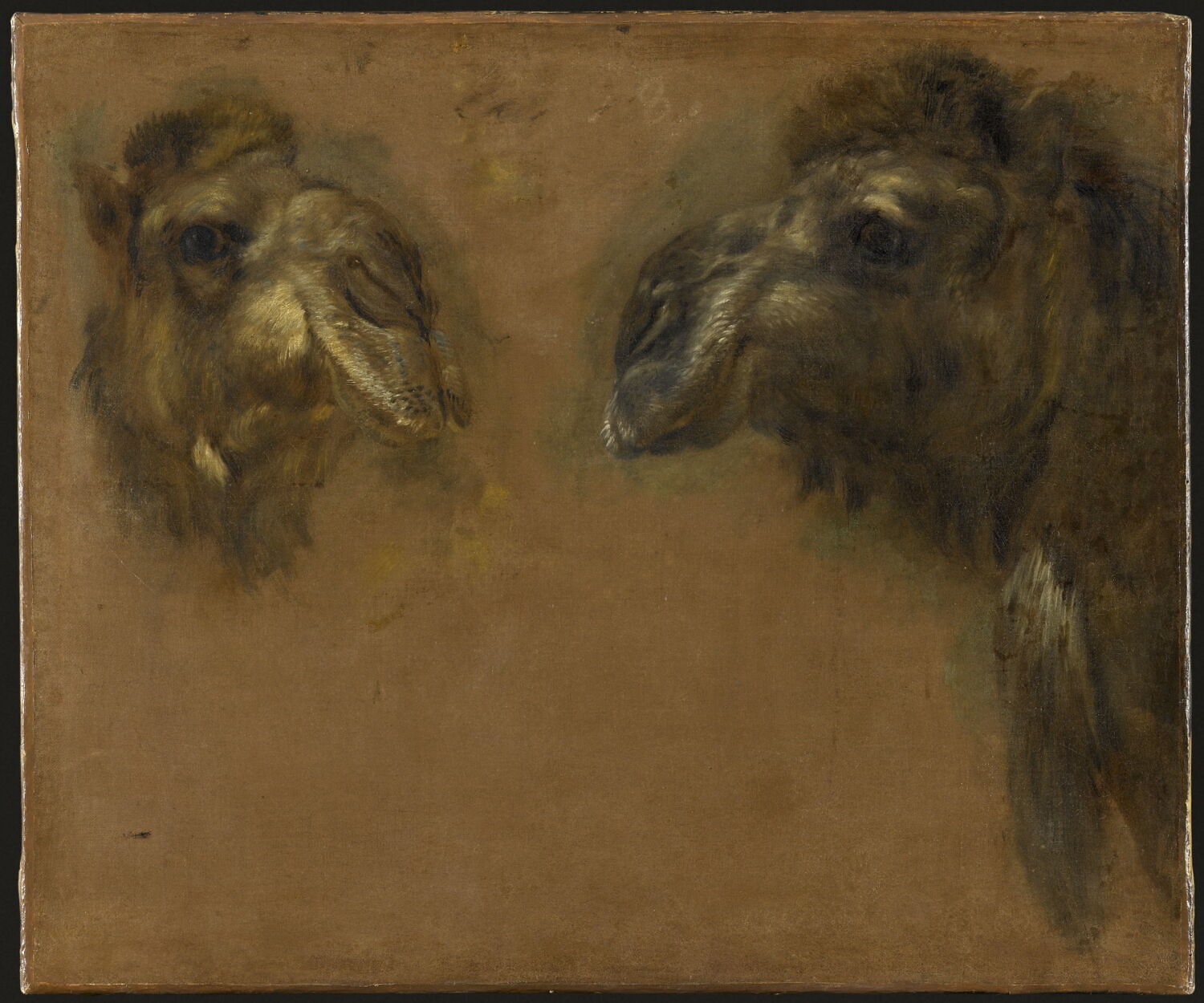 Double étude d'une tête de dromadaire, Boel, Pieter, 3e quart du XVIIe siècle (1650 - 1675)