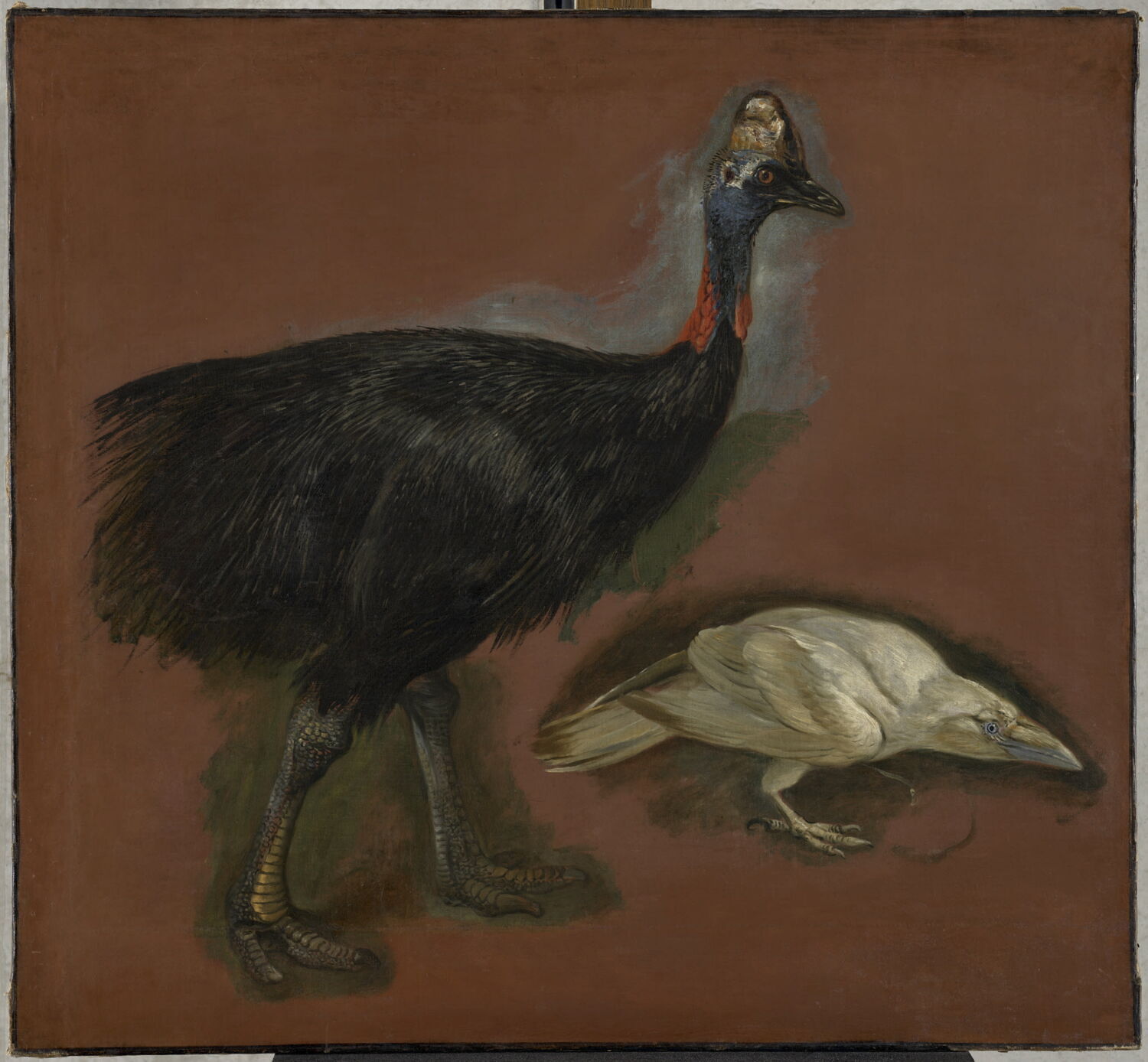 Études d'un casoar et d'un corbeau blanc, Boel, Pieter, 3e quart du XVIIe siècle (1650 - 1675)