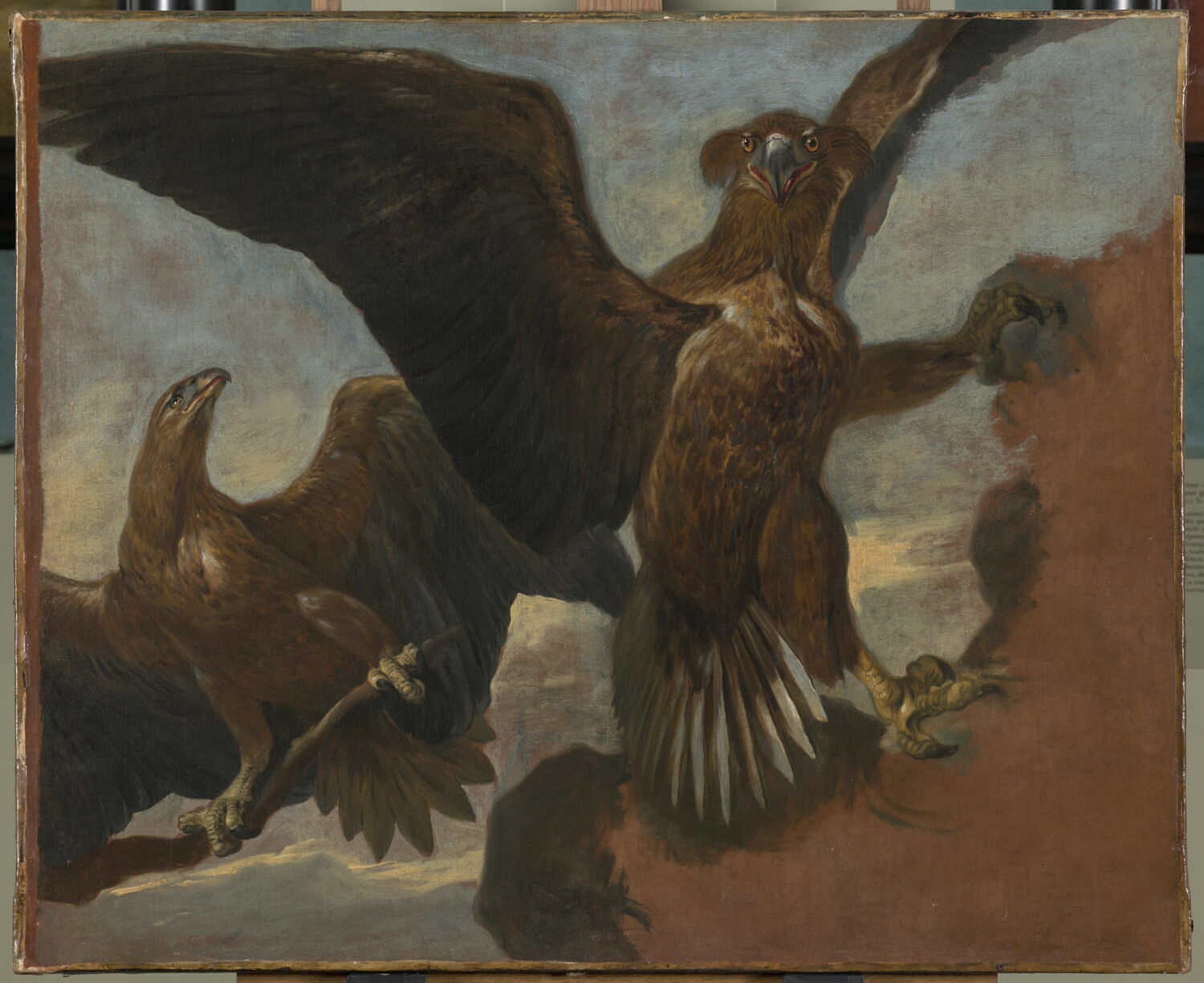 Double étude d'un aigle royal sur un rocher