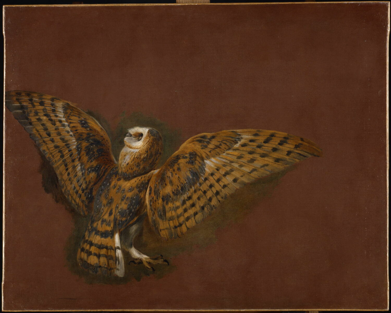 Étude d'une chouette effraie, Boel, Pieter, XVIIe siècle (1600 - 1700)
