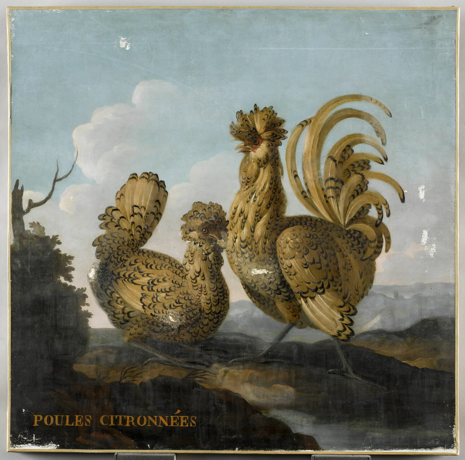 Deux poules citronnées, Anonyme, XVIIe siècle (1600 - 1700)