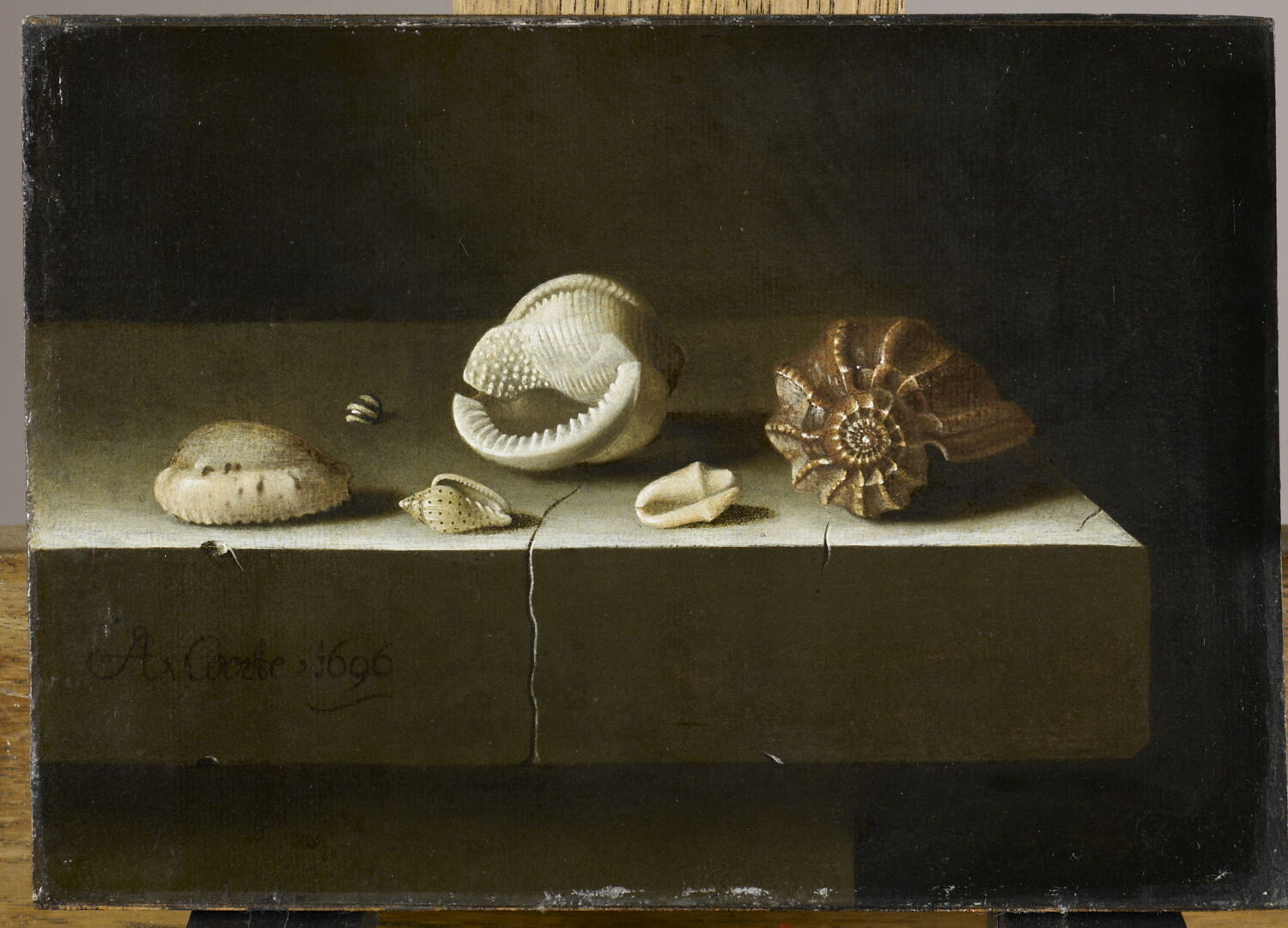 Six coquillages sur une tablette de pierre, Coorte, Adriaen, XVIIe siècle (1696)