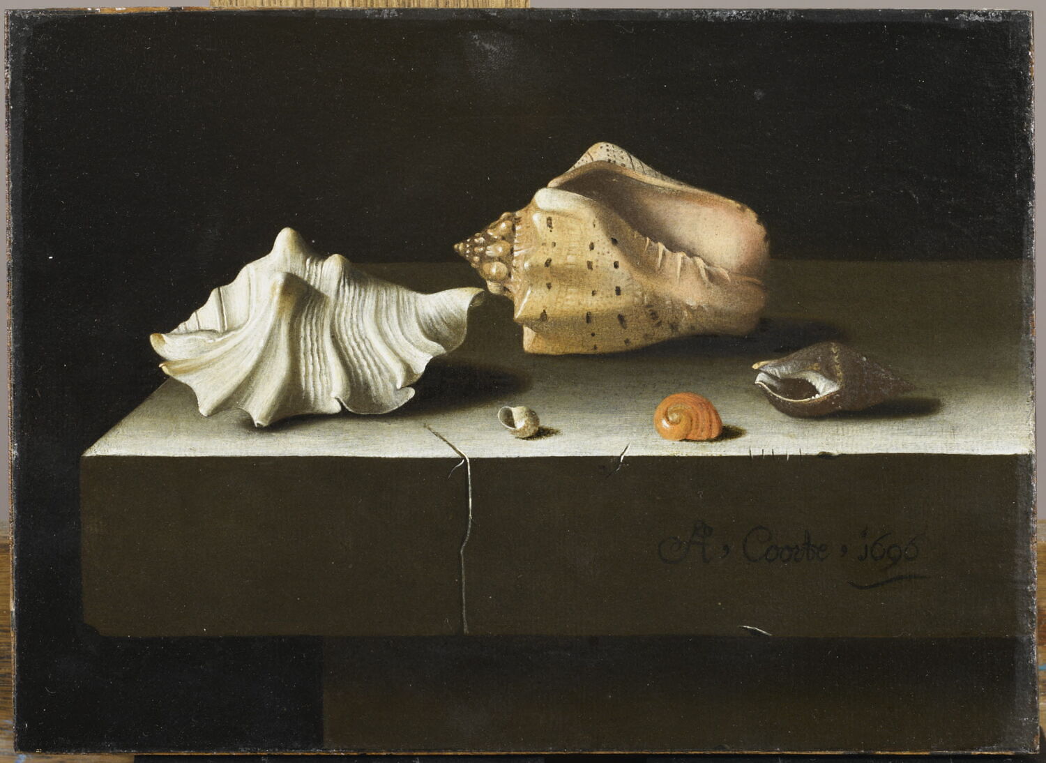 Cinq coquillages sur une tablette de pierre, 1696, Coorte, Adriaen, XVIIe siècle (1696)