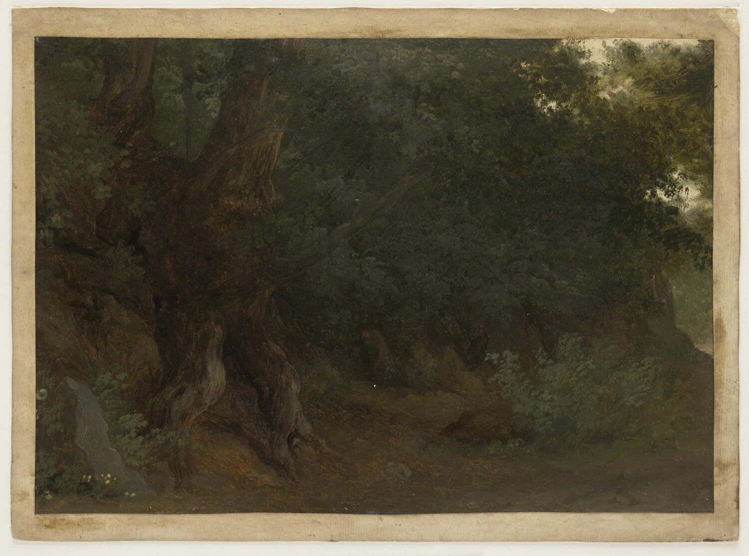 Tronc d'arbre, racines et feuilles, Valenciennes, Pierre de, 4e quart du XVIIIe siècle (1782 - 1784)