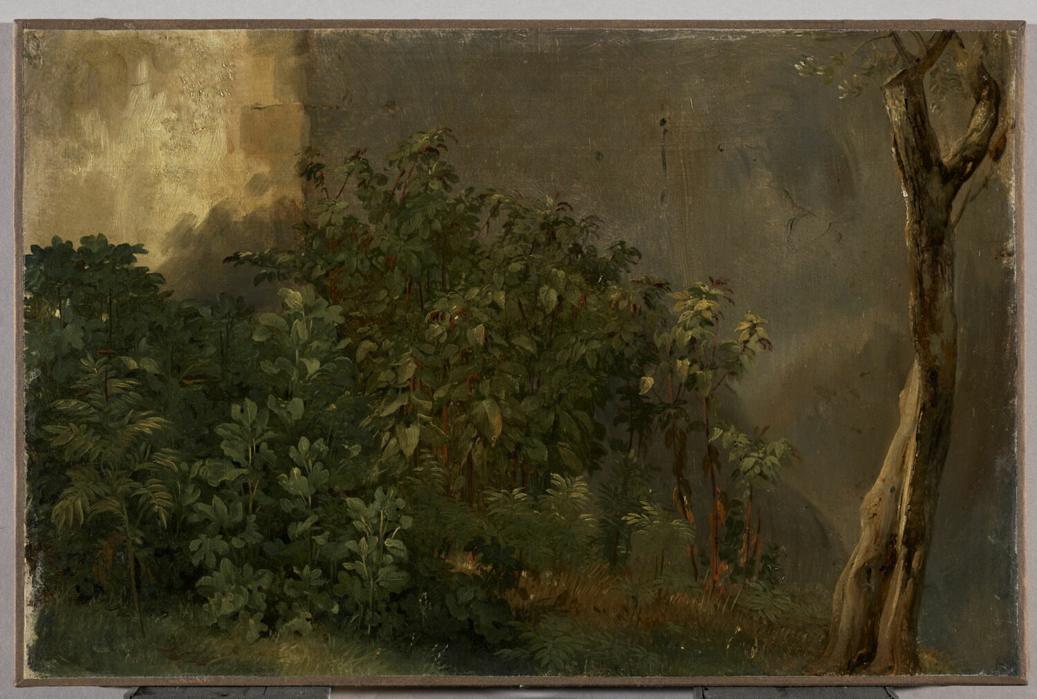 Étude de plantes, Michallon, Achille Etna, 1e quart du XIXe siècle (1822)