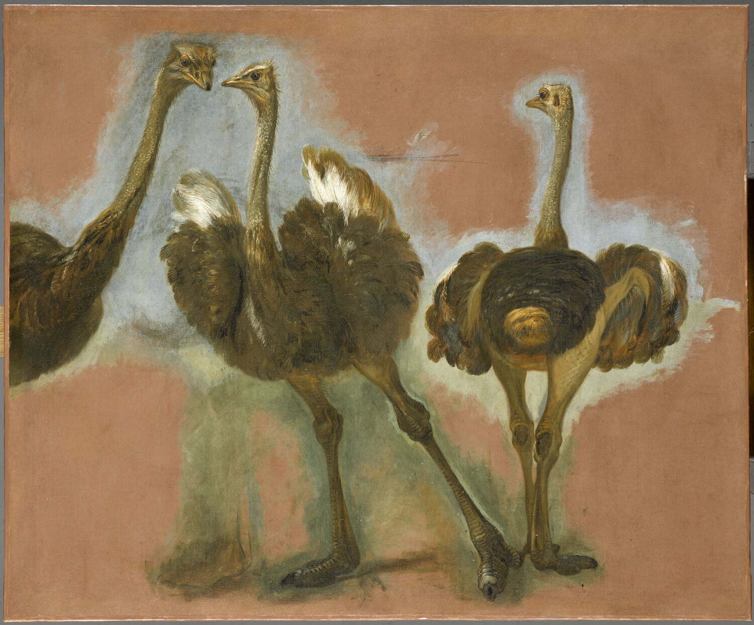 Triple étude d'une autruche, Boel, Pieter, 3e quart du XVIIe siècle (1650 - 1675)