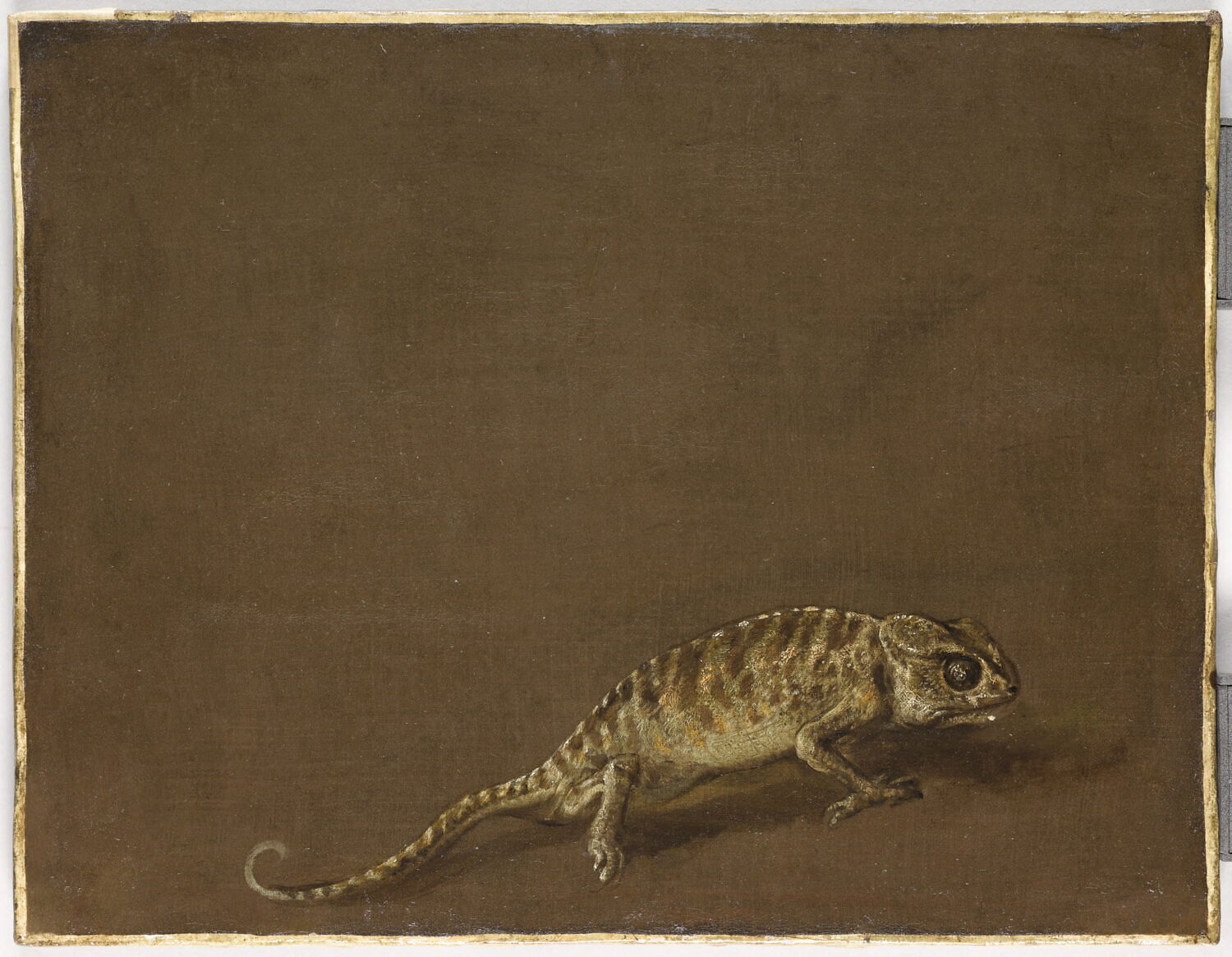 Étude d'un caméléon, Boel, Pieter, Milieu du XVIIe siècle (1640 - 1660)