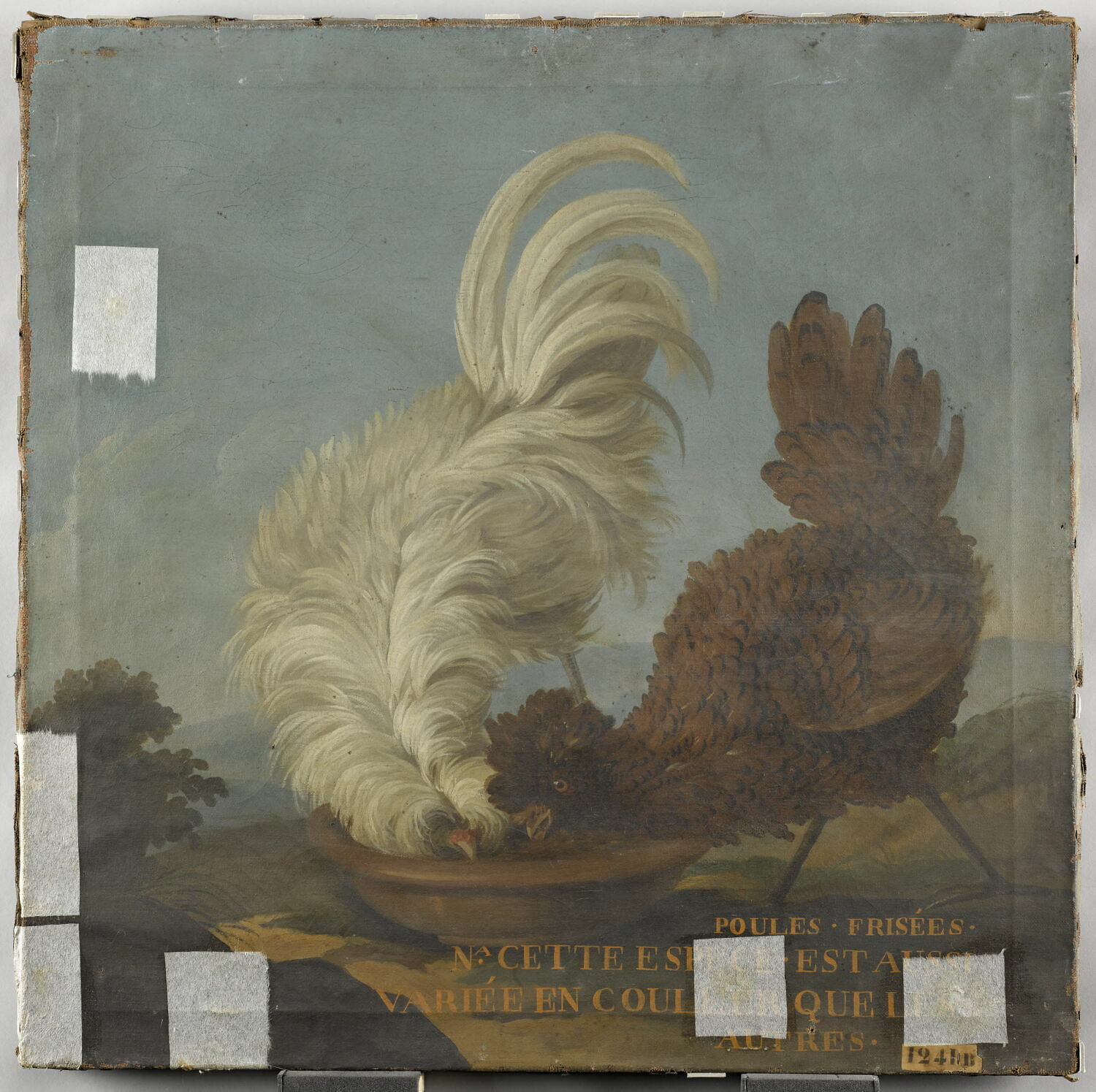 Poules frisées, Anonyme, XVIIe siècle (1600 - 1700)