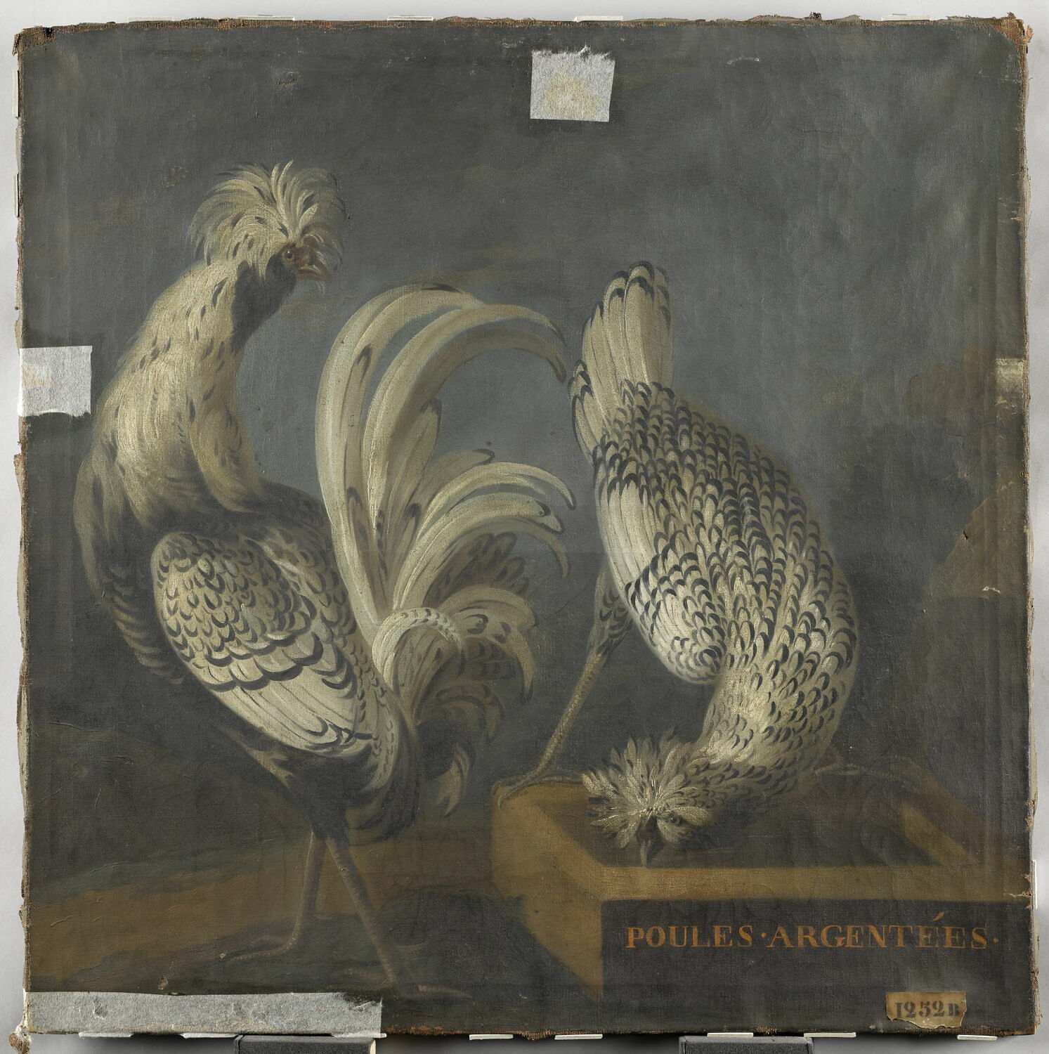 Poules argentées, Anonyme, XVIIe siècle (1600 - 1700)
