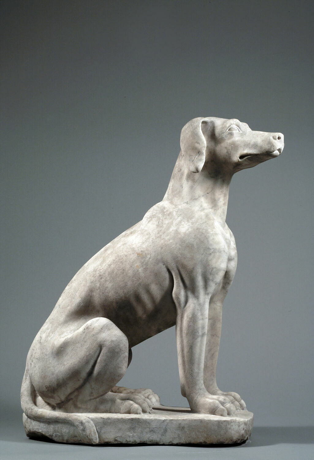 Chien à long museau (lévrier ?), Italie, vers 1600 - 1620