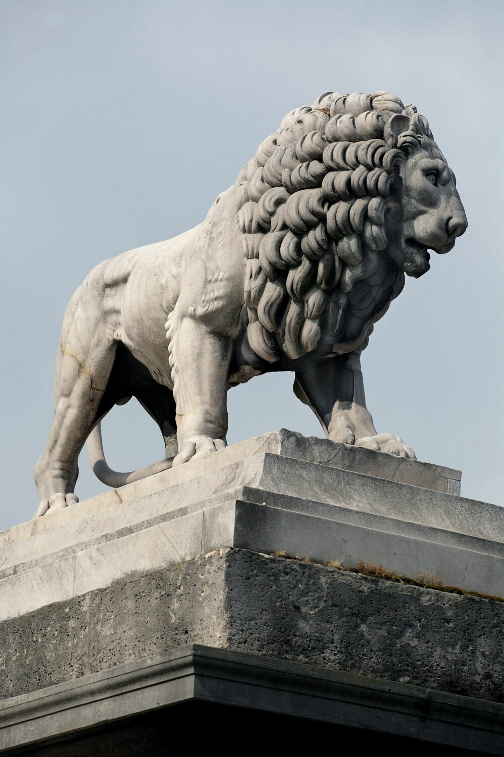 Lion Louvre Collections