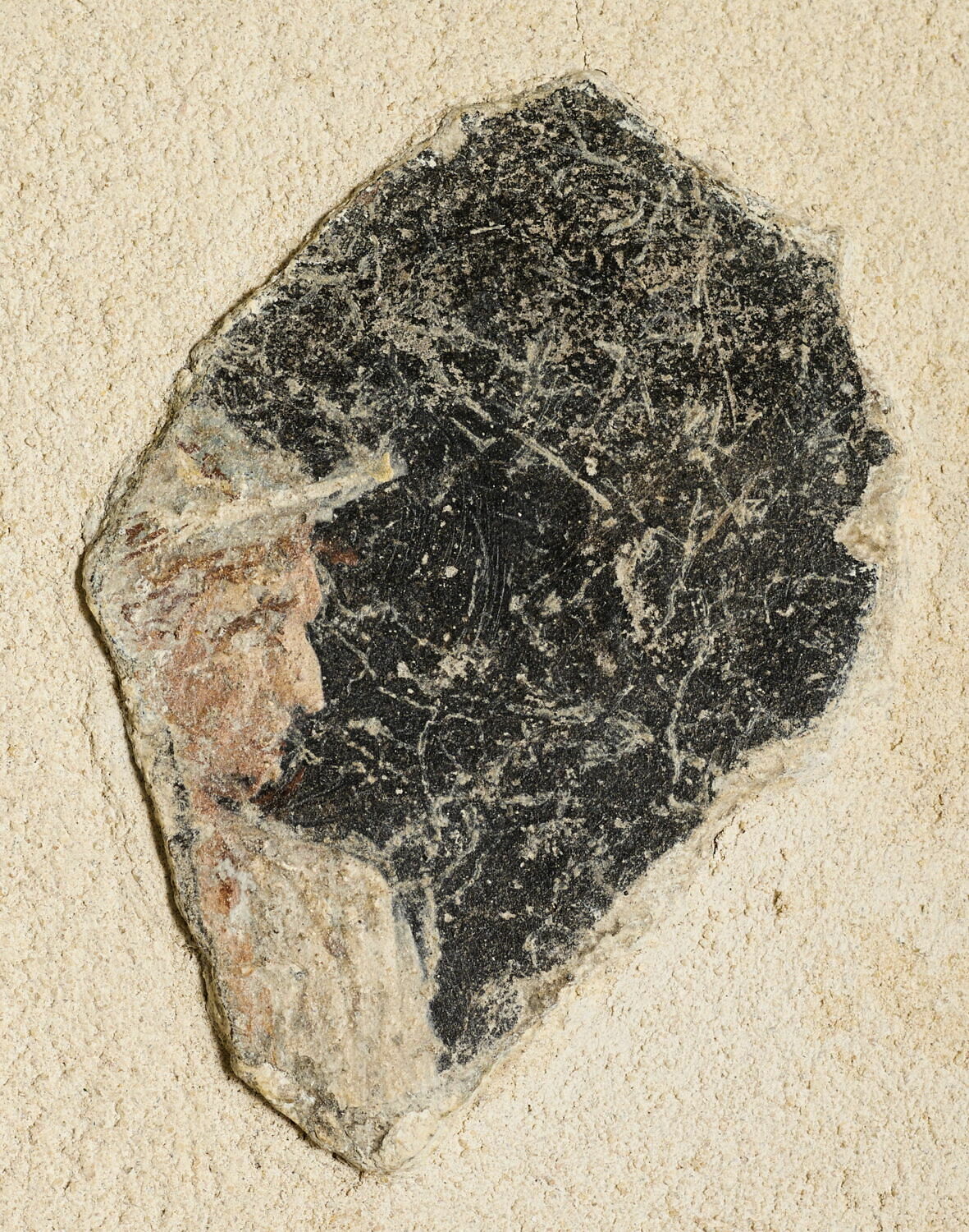 peinture murale, romain impérial

Date de création/fabrication : Ie s. ap. J.-C. (1 - 100)
